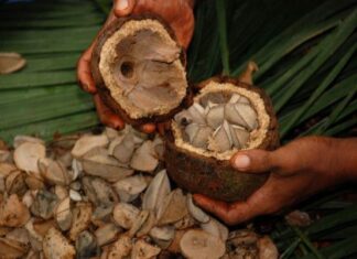 Acuerdan precio de caja de castaña a Bs 180 en el inicio de la zafra 2022 precio-castaña-