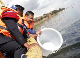 Siembran 1,2 millones de alevines de carachi amarillo y negro en el lago Titicaca alevines-arce-