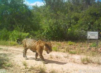GTB impulsa acciones en coordinación con el Parque Kaa Iya para conservar al jaguar jaguar-ypfb-