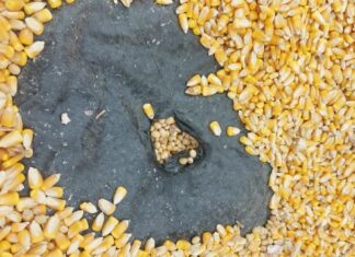Aduana comisa cuatro camiones con soya escondidos bajo granos de maíz en Yacuiba maiz-comiso-