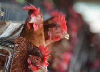 Gripe aviar: Recomiendan aumentar medidas de bioseguridad en granjas avícolas tras detección de casos granjas-avicolas-