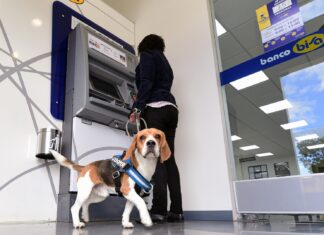 Las mascotas “son bienvenidas” en todas las agencias de Banco BISA banco_mascotas_