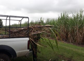 Abren gira técnica sobre la caña azúcar en San Buenaventura CAÑA_AZUCAR_