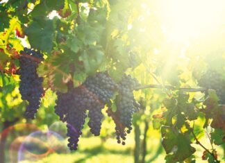 El BDP promueve el desarrollo productivo y sostenible de Tarija BDP EN TARIJA