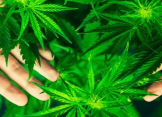 Organizaciones se reúnen para impulsar la discusión sobre legalización de la marihuana en el país MARIHUANA