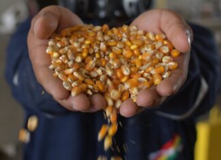 Emapa garantiza producción de leche, huevo, carne de pollo y cerdo MAÍZ
