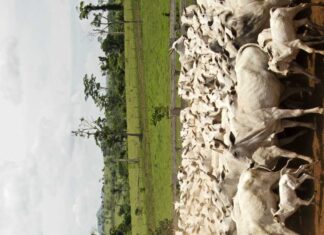 IPP registró en mayo un aumento de 0,67% ganado-bovino-acuerdos-