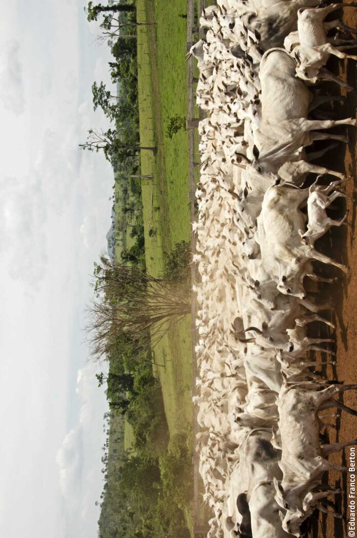 ganado-bovino-acuerdos-