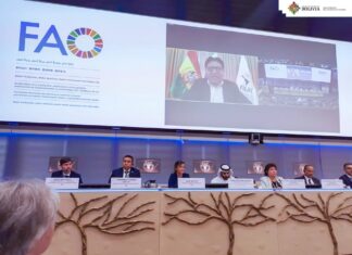 Bolivia alberga a 4 de 6 especies de camélidos del mundo camelidos