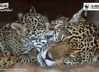 En el marco del Día Internacional del Jaguar o Tigre, WWF lanza la radionovela Corazón de Tigre bp-radio-novela-acuerdos-