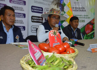 Productores de zanahoria, tomate y arveja mejoran su oferta de hortalizas productores-zanahoria-tomate-arveja-mejoran-oferta-hortalizas