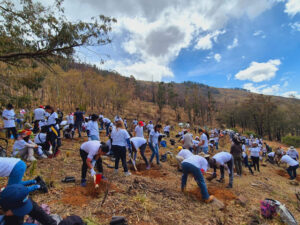 Banco-Union-realiza-actividades-de-reforestacion-Tunari-Cochabamba-