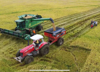 Comienza la cosecha de arroz en San Javier, Beni comienza-cosecha-arroz-san-javier-beni