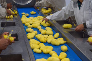 emapa-llega-tres-lineas-productos-operaciones-planta-industrializacion-papa