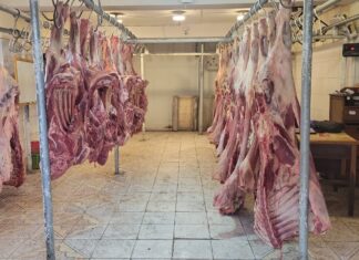 Emapa inicia venta de carne de res a Bs34 el kilo gancho emapa-inicia-venta-de-carne-res-bs-34-kilo-gancho