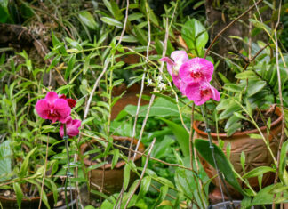 Con invitados de lujo: Lanzan la IV Exposición Internacional de Orquídeas junto al Bangkok Exotic Plants Show con-invitados-de-lujo-lanzan-la-iv-esposicion-internacional-orquideas-juntoal-bangkok-exotic-plants-show