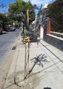 pulmon-banco-bisa-impacta-positivamente-a-calacoto-la-paz