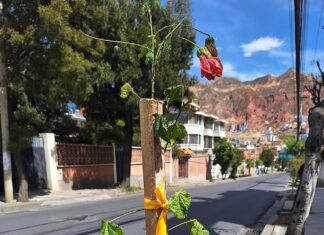 Pulmón Banco BISA impacta positivamente a Calacoto pulmon-banco-bisa-impacta-positivamente-calacoto-la-paz