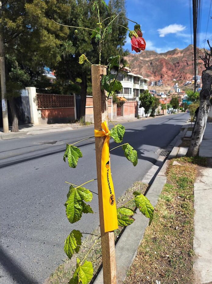 pulmon-banco-bisa-impacta-positivamente-calacoto-la-paz