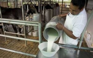 77000-unidades-productivas-dedicadas-a-PRODUCCION-DE-LECHE