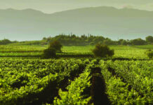 FONABOSQUE cofinancia el proyecto de la FAO que apoya a 65 municipios para enfrentar la sequía y fenómenos climáticos